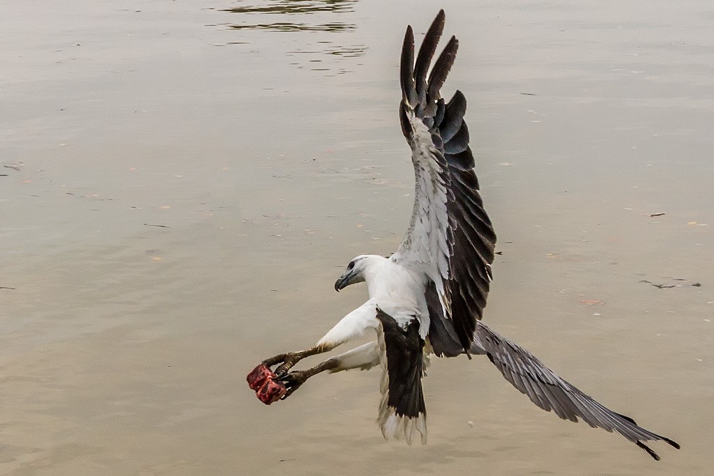 Click image for larger version

Name:	Sea Eagle 2.jpg
Views:	44
Size:	144.2 KB
ID:	458379
