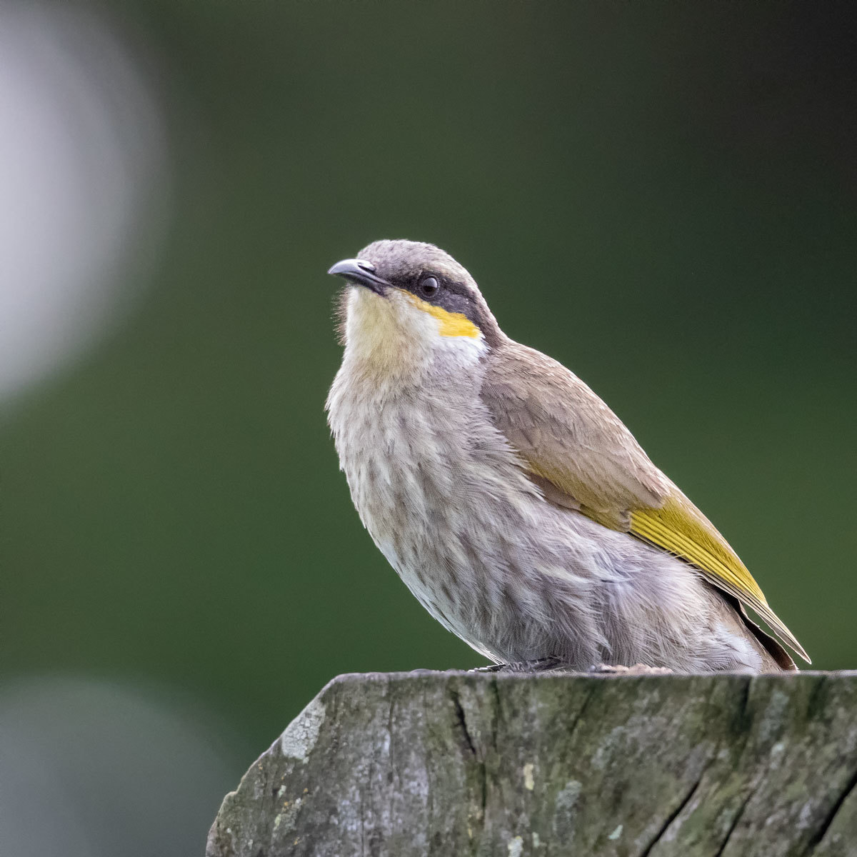 Click image for larger version

Name:	Singing Honeyeater.jpg
Views:	69
Size:	187.1 KB
ID:	489206