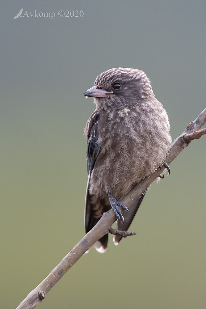 Click image for larger version

Name:	dusky woodswallow 3059.jpg
Views:	77
Size:	274.8 KB
ID:	469724