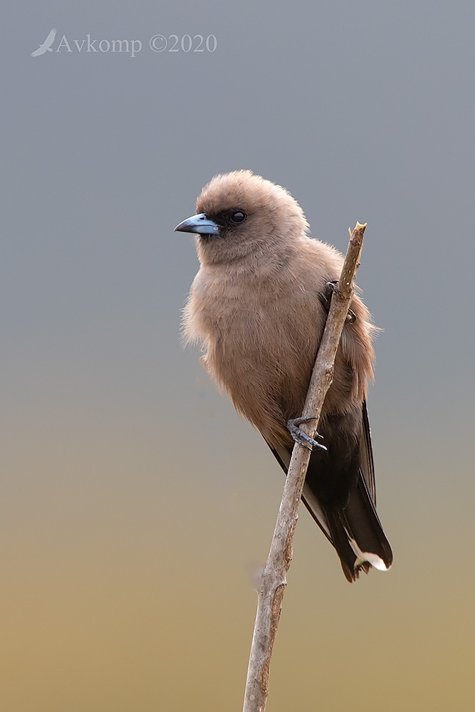 Click image for larger version

Name:	dusky woodswallow 3009.jpg
Views:	65
Size:	224.2 KB
ID:	469725