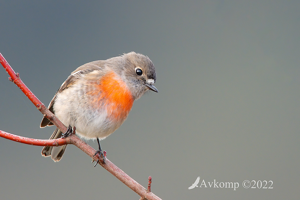 Click image for larger version

Name:	scarlet robin 7682.jpg
Views:	66
Size:	295.0 KB
ID:	489431