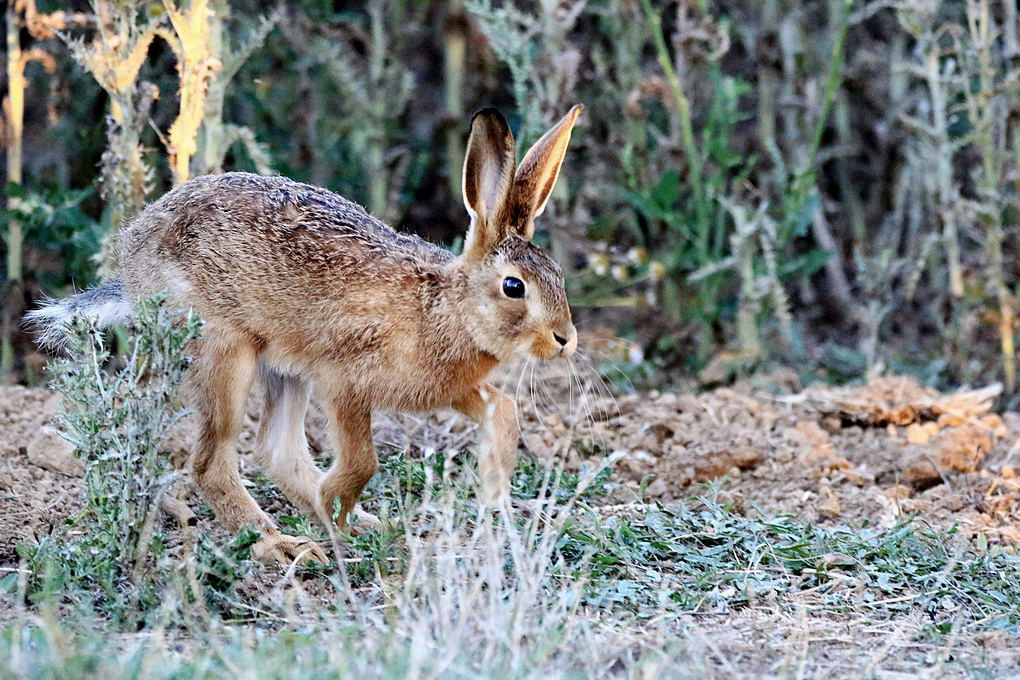 Click image for larger version

Name:	leveret.jpg
Views:	119
Size:	245.8 KB
ID:	489464