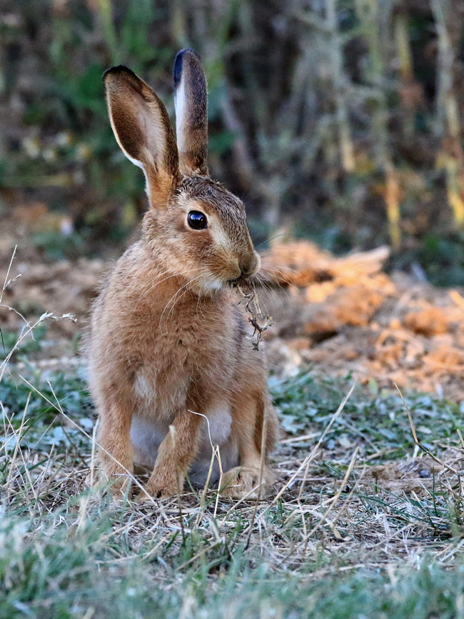 Click image for larger version

Name:	leveret 1.jpg
Views:	92
Size:	244.7 KB
ID:	489465