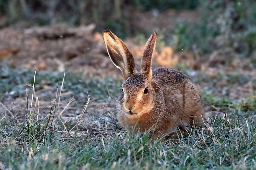 Click image for larger version

Name:	leveret2.jpg
Views:	100
Size:	247.2 KB
ID:	489466