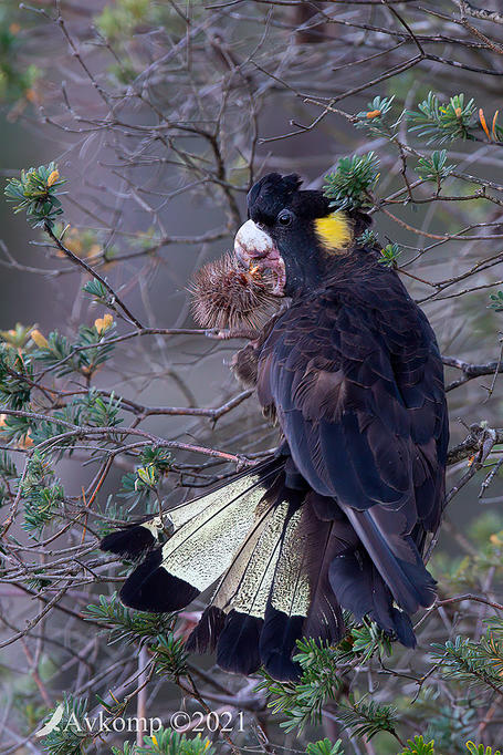 Click image for larger version

Name:	yellow tailed black cockatoo 6578.jpg
Views:	52
Size:	126.8 KB
ID:	490712