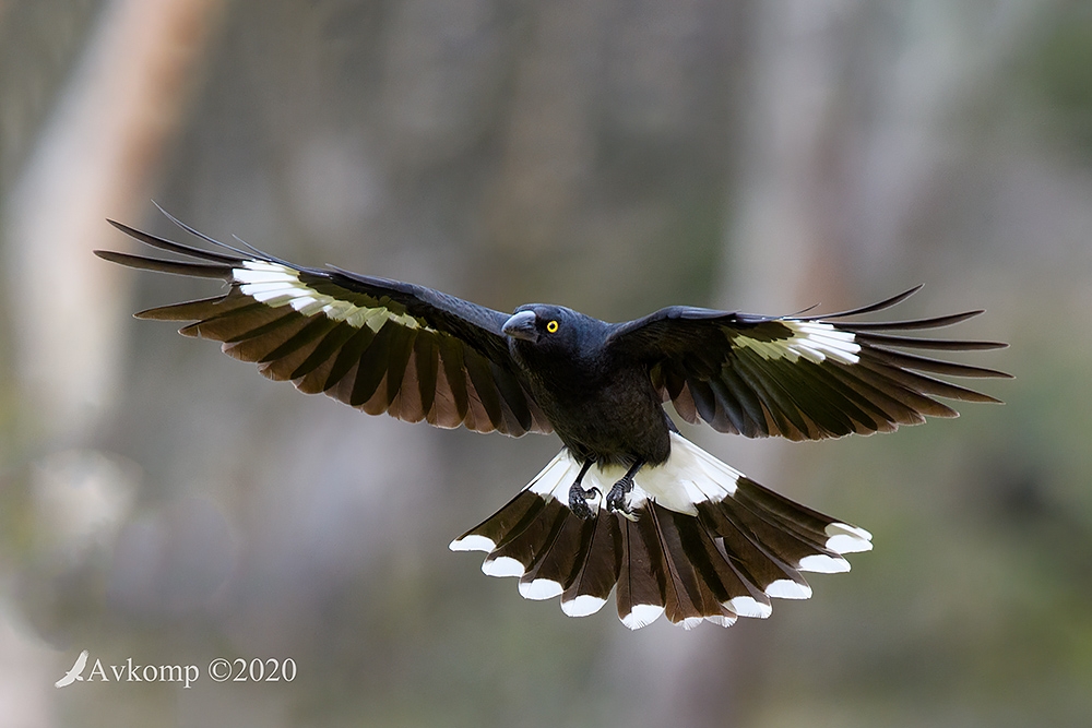 Click image for larger version

Name:	currawong 4301.jpg
Views:	1129
Size:	342.1 KB
ID:	473735