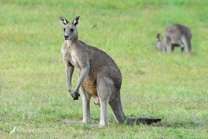 Click image for larger version

Name:	kangaroo 5188.jpg
Views:	63
Size:	151.3 KB
ID:	490273