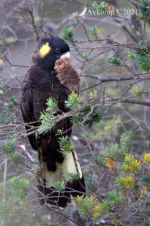Click image for larger version

Name:	yellow tailed black cockatoo 6549.jpg
Views:	102
Size:	145.6 KB
ID:	490711