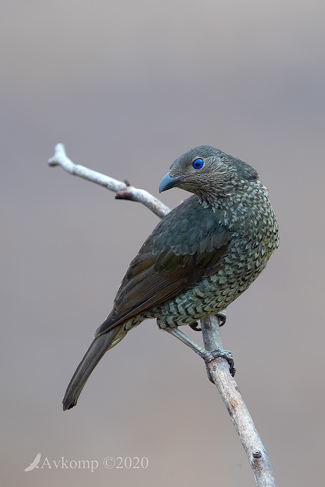 Click image for larger version

Name:	bowerbird 2668.jpg
Views:	55
Size:	96.2 KB
ID:	468748