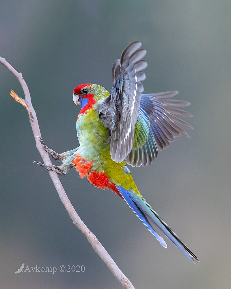 Click image for larger version

Name:	rosella 2743.jpg
Views:	105
Size:	156.3 KB
ID:	468846