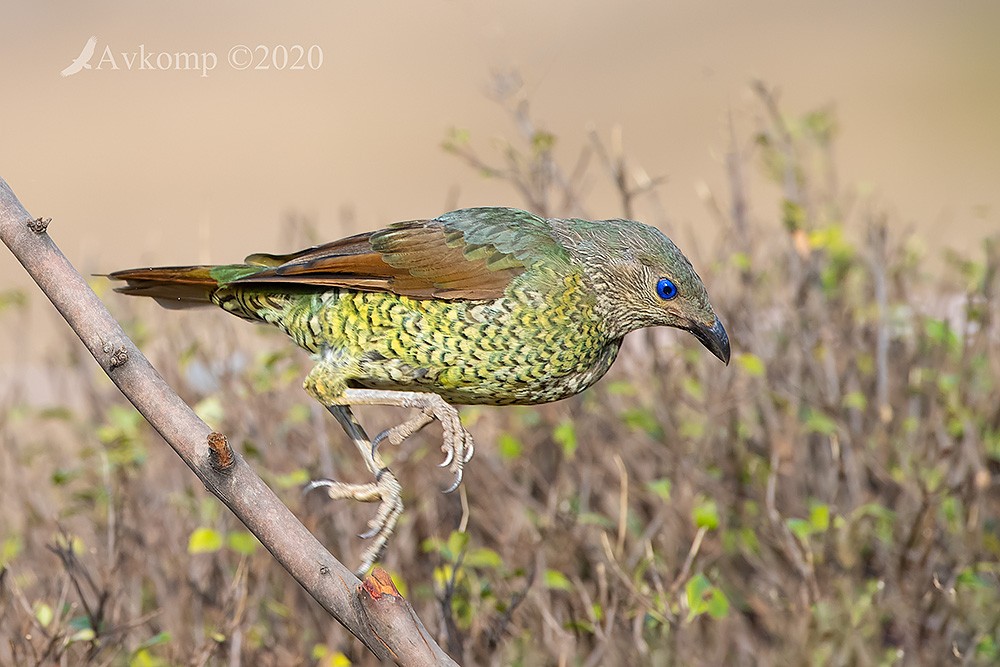 Click image for larger version

Name:	bower bird 2807.jpg
Views:	155
Size:	157.1 KB
ID:	468931