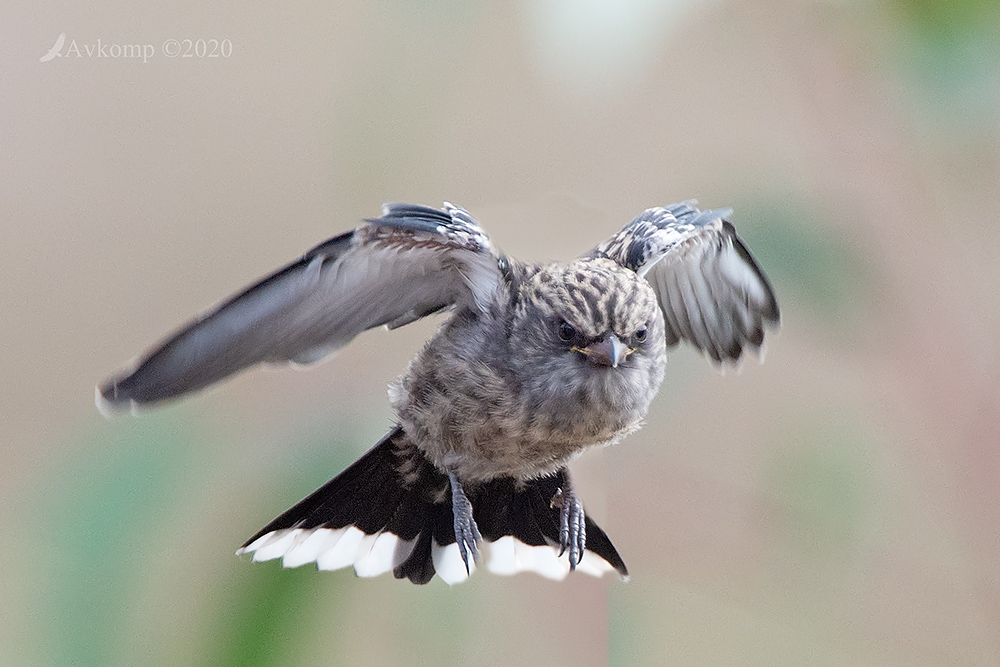 Click image for larger version

Name:	dusky woodswallow 3063.jpg
Views:	101
Size:	398.3 KB
ID:	469693