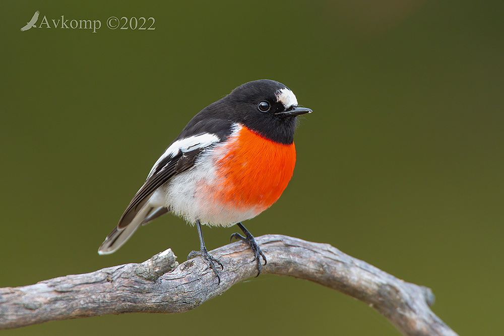 Click image for larger version

Name:	scarlet robin 7681.jpg
Views:	85
Size:	470.1 KB
ID:	489430
