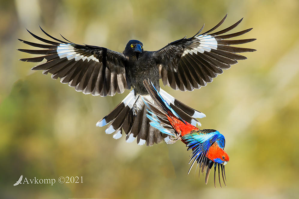 Click image for larger version

Name:	currawong 5832.jpg
Views:	65
Size:	120.5 KB
ID:	491014