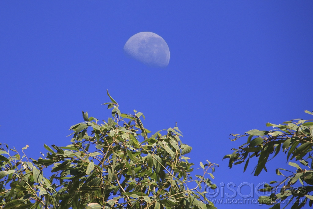 Click image for larger version

Name:	4680-Moon_Trees.jpg
Views:	34
Size:	422.6 KB
ID:	475194