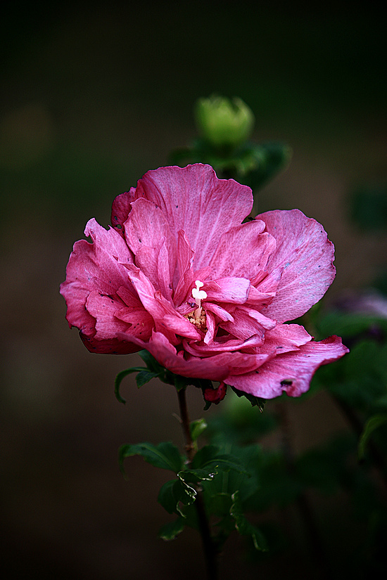 Click image for larger version

Name:	Hibiscus flower.jpg
Views:	112
Size:	244.5 KB
ID:	490648