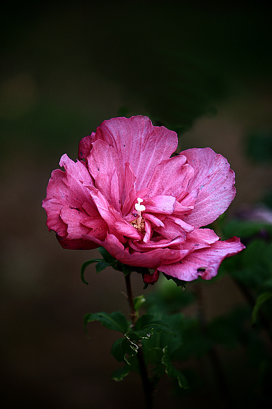 Click image for larger version

Name:	Hibiscus flower edit.jpg
Views:	64
Size:	238.9 KB
ID:	490737