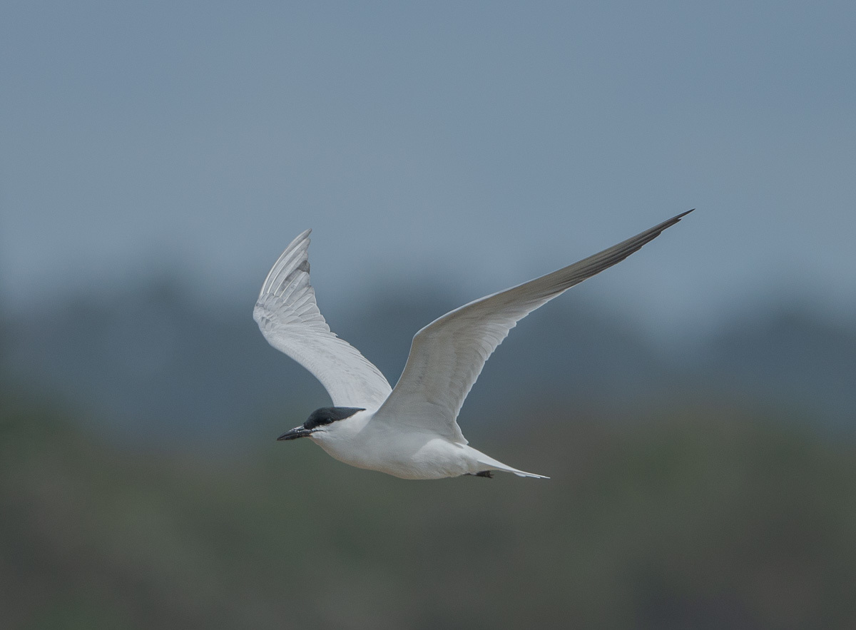Click image for larger version

Name:	20220822_Yeppoon_0045.jpg
Views:	51
Size:	159.2 KB
ID:	489240