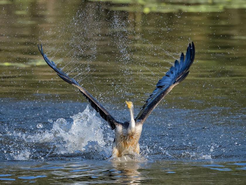 Click image for larger version

Name:	20210525_TygumPark_D500_1218_SML.jpg
Views:	79
Size:	116.9 KB
ID:	478755