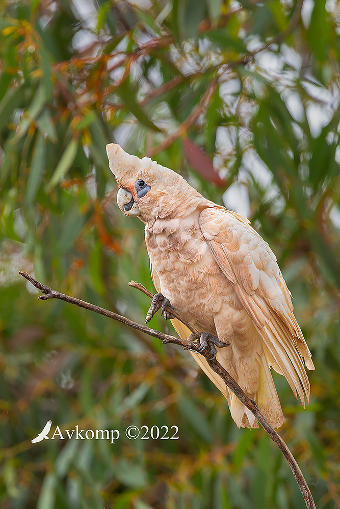 Click image for larger version

Name:	corella 6638.jpg
Views:	61
Size:	330.7 KB
ID:	491328