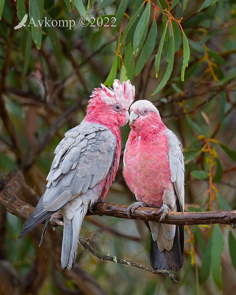 Click image for larger version

Name:	galah 6736a.jpg
Views:	80
Size:	172.5 KB
ID:	491536