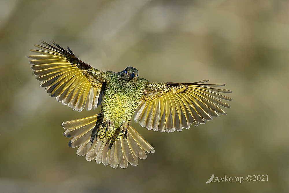 Click image for larger version

Name:	satin bower bird 5960.jpg
Views:	91
Size:	331.4 KB
ID:	491542
