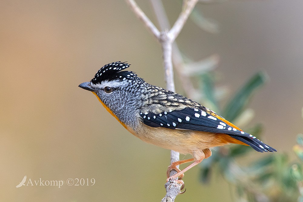 Click image for larger version

Name:	spotted pardalote 1482.jpg
Views:	78
Size:	143.3 KB
ID:	465844