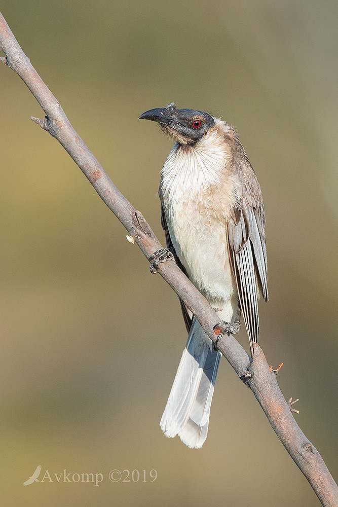 Click image for larger version

Name:	friarbird 2556.jpg
Views:	70
Size:	163.5 KB
ID:	468257