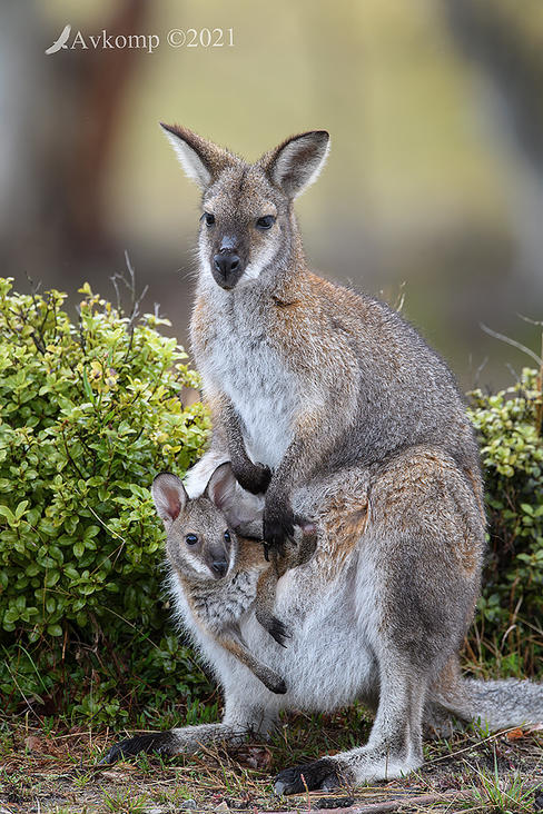Click image for larger version

Name:	wallaby 5992.jpg
Views:	59
Size:	138.8 KB
ID:	491621