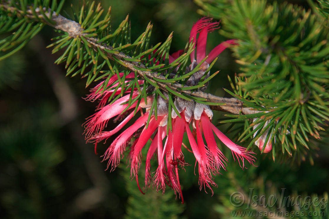 Click image for larger version

Name:	0801-One_Sided_Bottlebrush.jpg
Views:	59
Size:	153.3 KB
ID:	490606