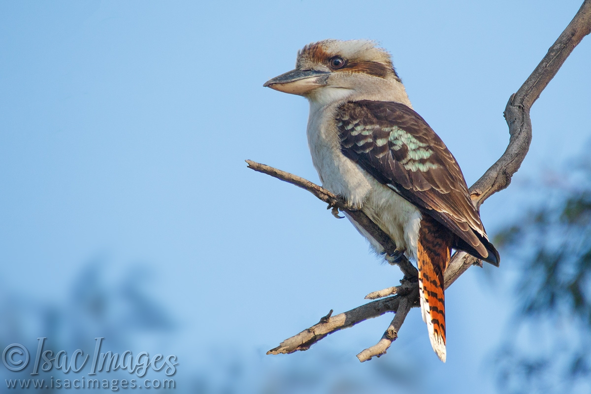 Click image for larger version

Name:	0378-Kookaburra.jpg
Views:	70
Size:	444.5 KB
ID:	487826