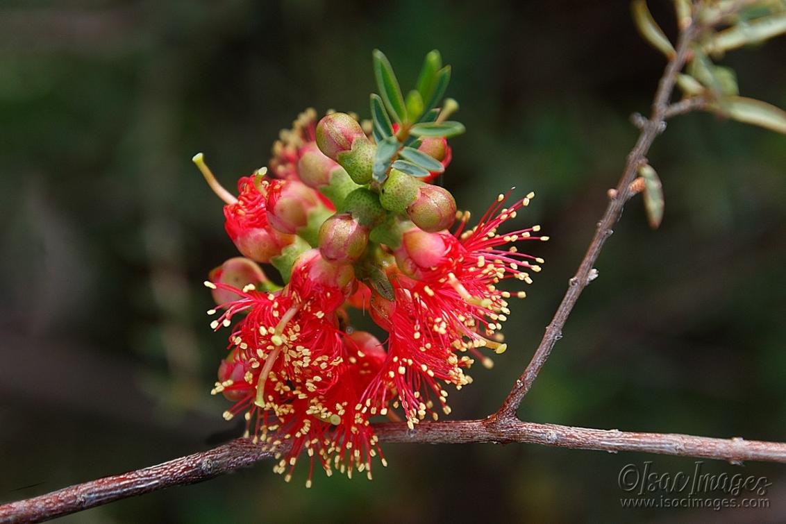 Click image for larger version

Name:	0938-Scarlet_Callistemon.jpg
Views:	66
Size:	89.4 KB
ID:	488627