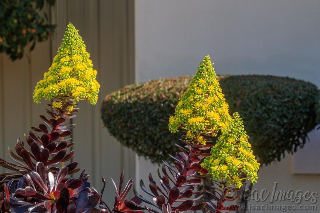 Click image for larger version

Name:	0791-Aeonium_Cactus.jpg
Views:	59
Size:	105.0 KB
ID:	488434