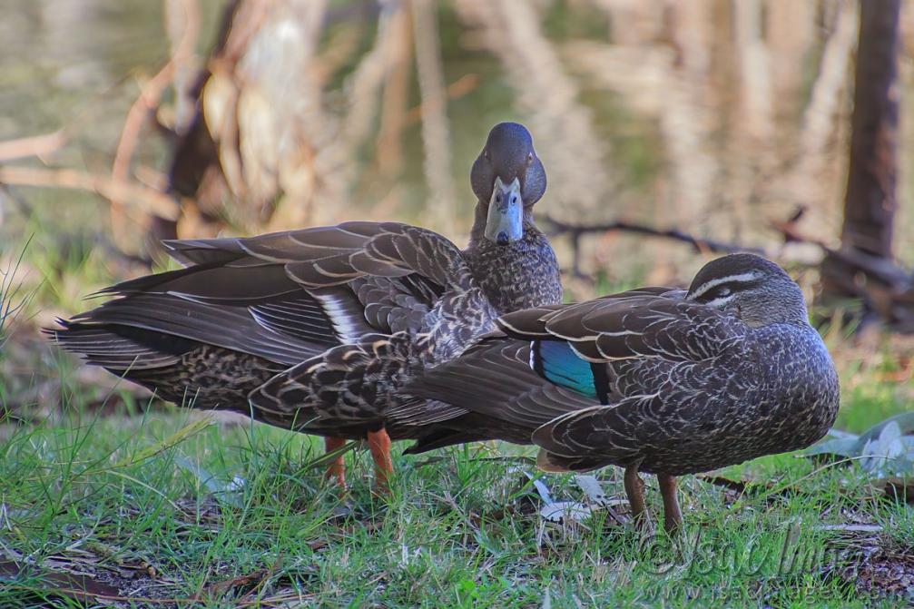 Click image for larger version

Name:	0812-Two_Ducks.jpg
Views:	50
Size:	120.8 KB
ID:	488492