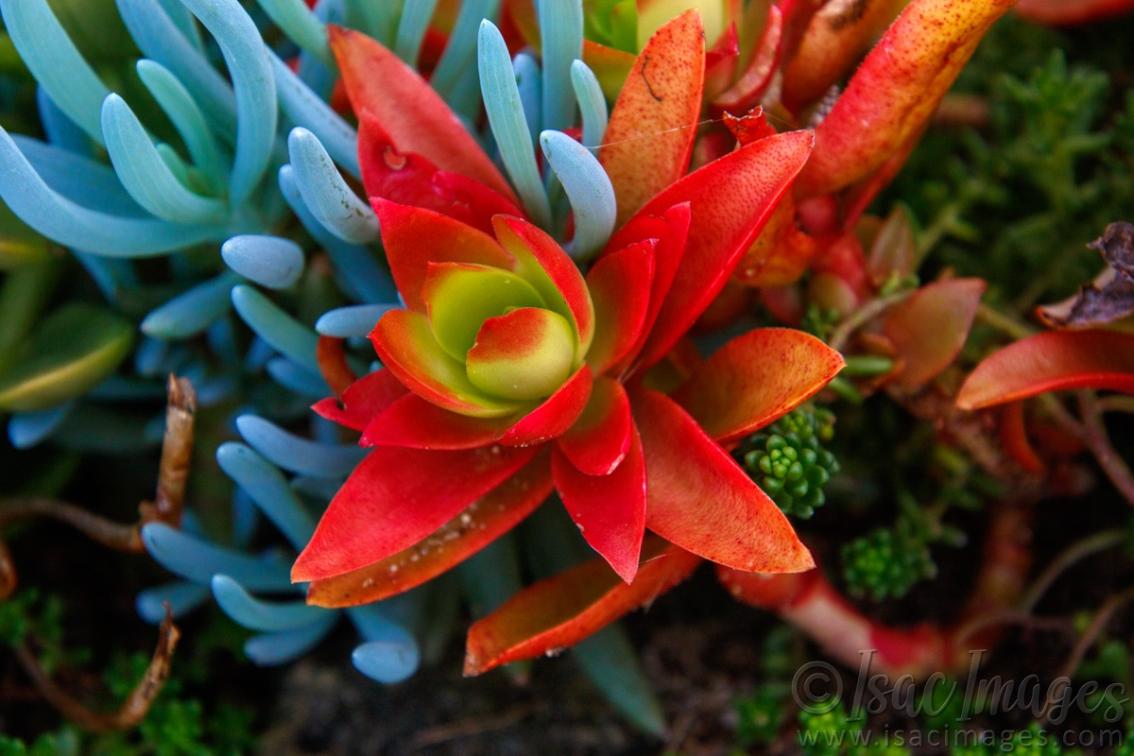 Click image for larger version

Name:	0613-Cactus.jpg
Views:	77
Size:	93.3 KB
ID:	488294