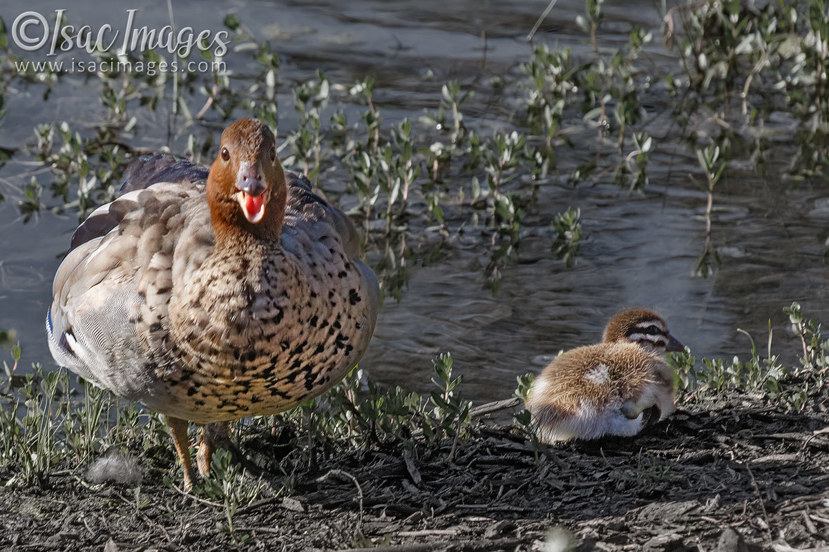 Click image for larger version

Name:	5706-Wood_Duck_Juvenile.jpg
Views:	37
Size:	298.8 KB
ID:	491730