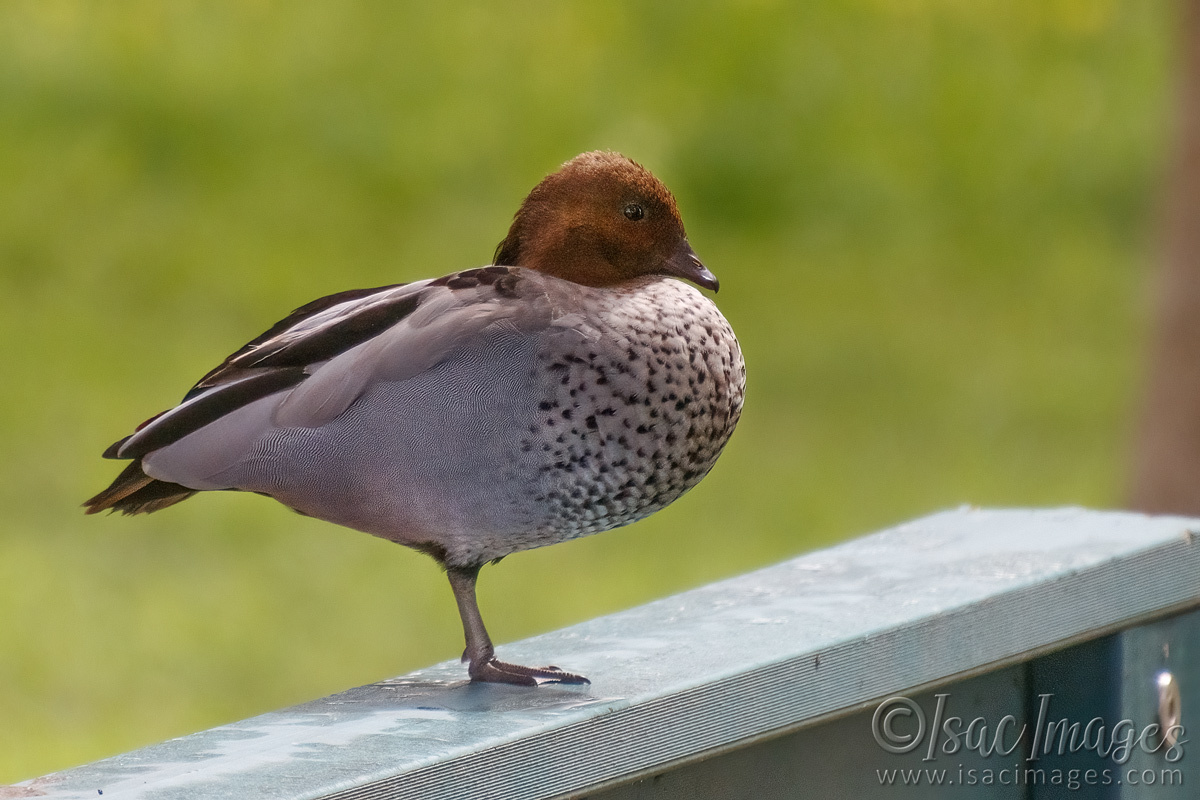 Click image for larger version

Name:	5508-Wood_Duck_Male.jpg
Views:	40
Size:	302.5 KB
ID:	491731