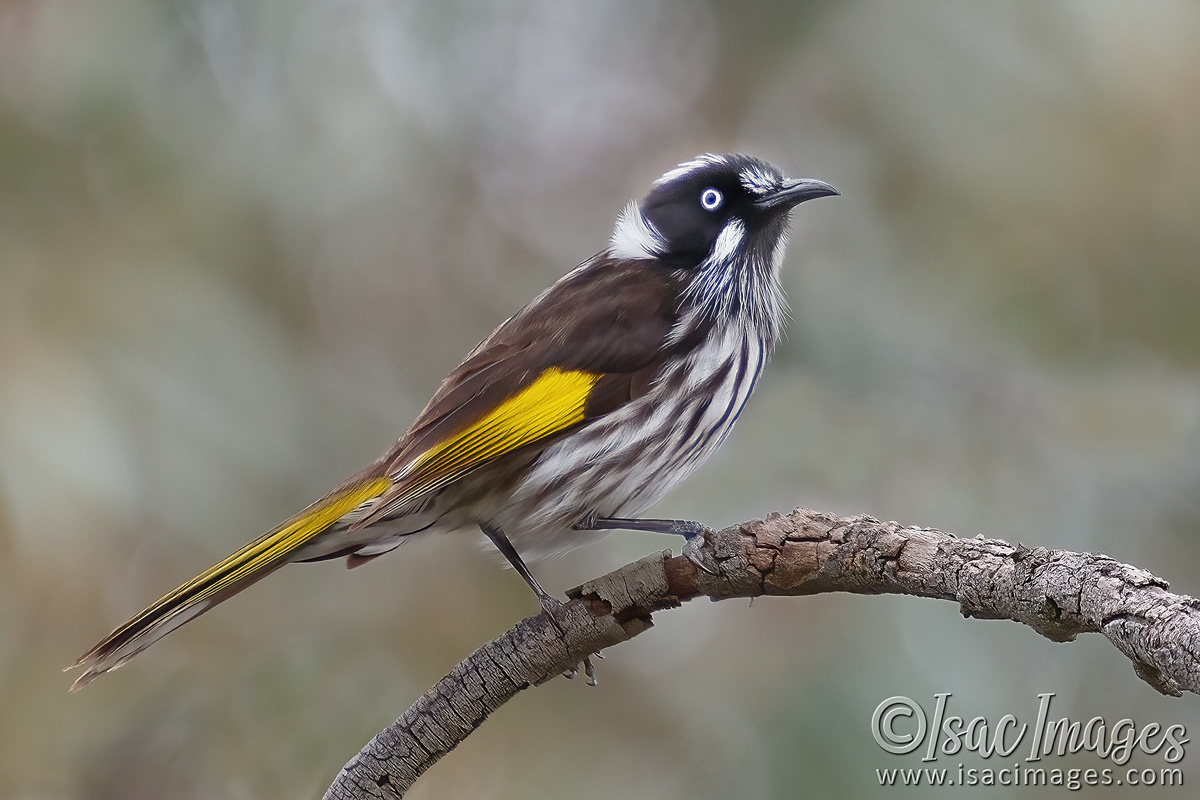 Click image for larger version

Name:	5435-New_Holland_Honeyeater.jpg
Views:	24
Size:	306.4 KB
ID:	491803
