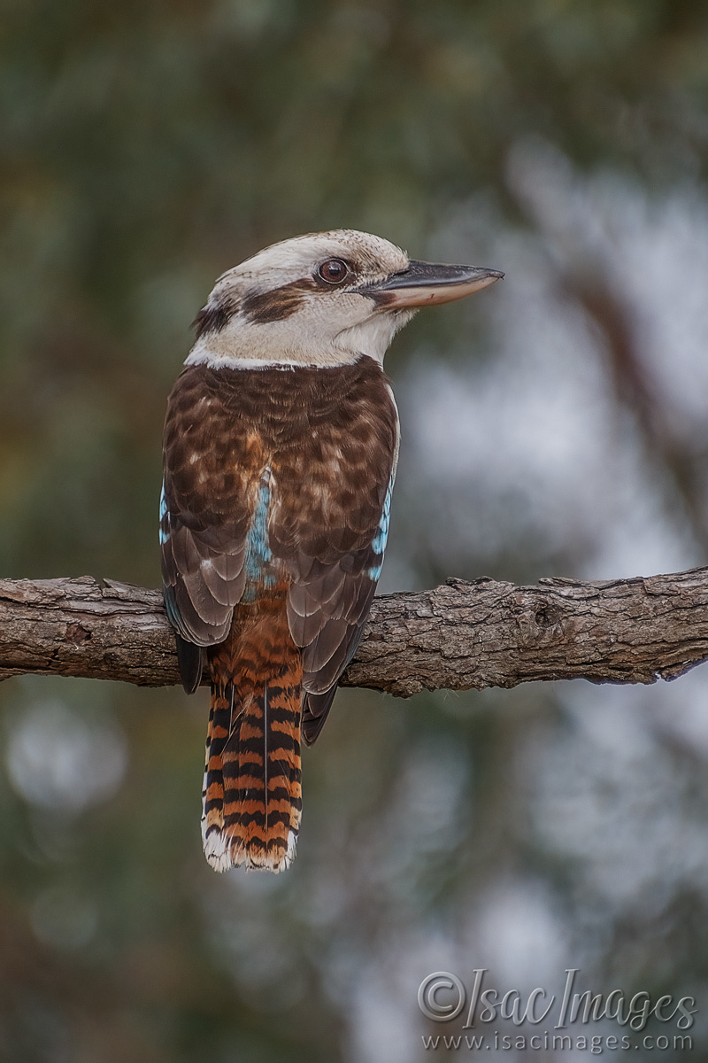 Click image for larger version

Name:	5915-Kookaburra.jpg
Views:	43
Size:	291.9 KB
ID:	491863