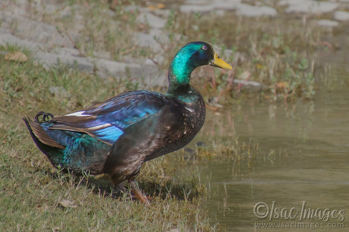 Click image for larger version

Name:	5928-Coloured_Duck.jpg
Views:	24
Size:	311.1 KB
ID:	491902