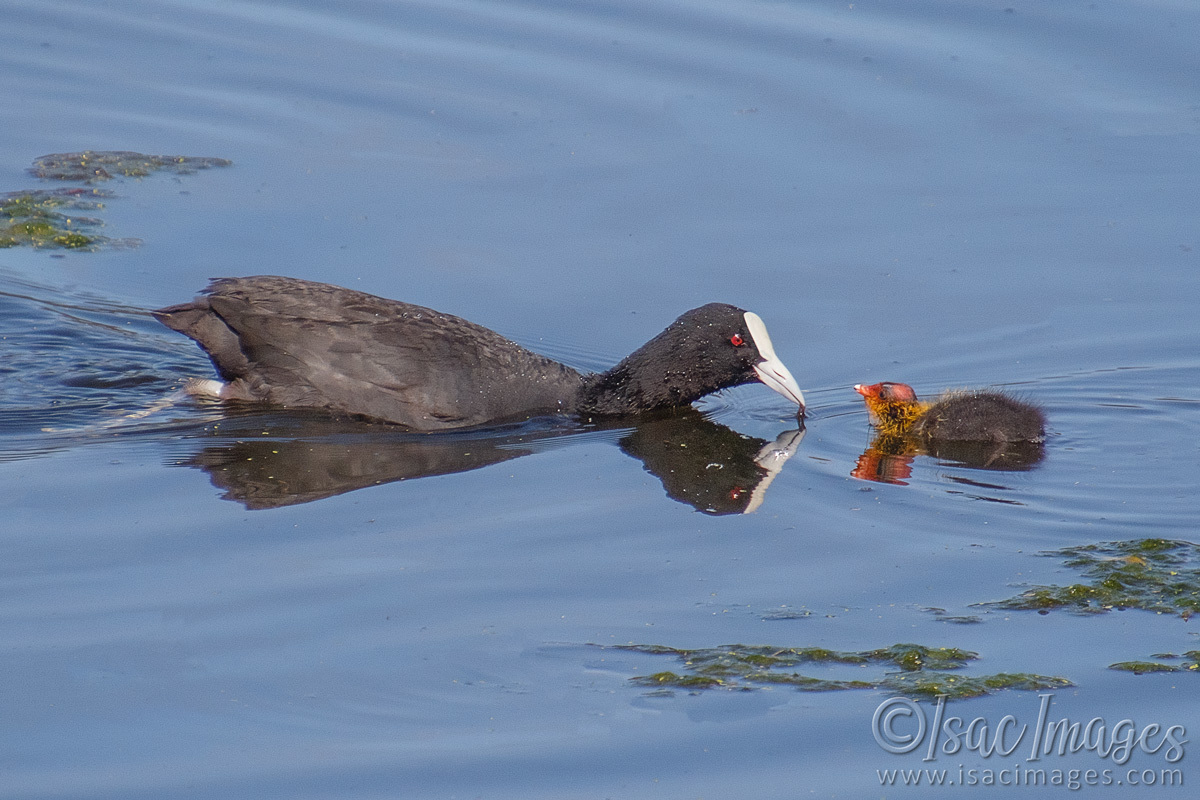 Click image for larger version

Name:	6211-Coot_Baby.jpg
Views:	47
Size:	307.3 KB
ID:	491909