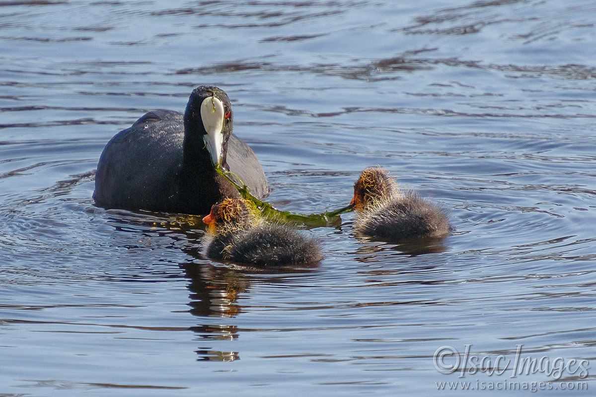 Click image for larger version

Name:	6117-Coot_Babies.jpg
Views:	41
Size:	278.1 KB
ID:	491910