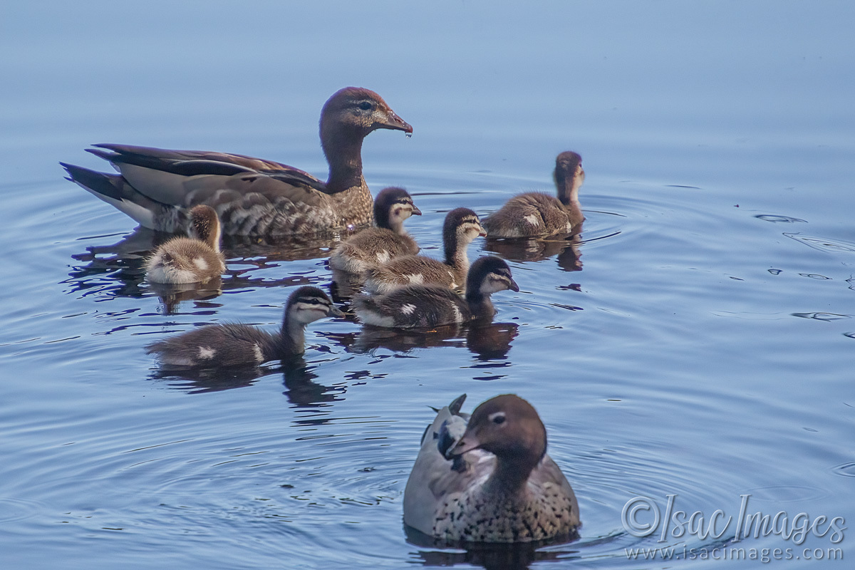 Click image for larger version  Name:	6176-Wood_Duck_Familyx6.jpg Views:	0 Size:	289.0 KB ID:	491912