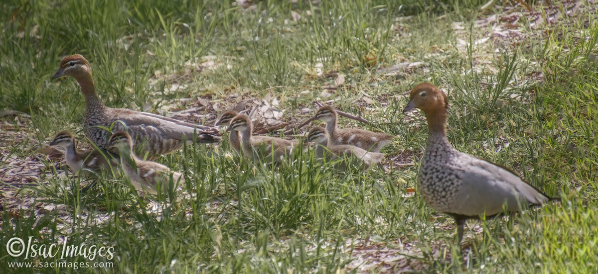 Click image for larger version

Name:	6174-Wood_Duck_Familyx6.jpg
Views:	29
Size:	298.3 KB
ID:	492001