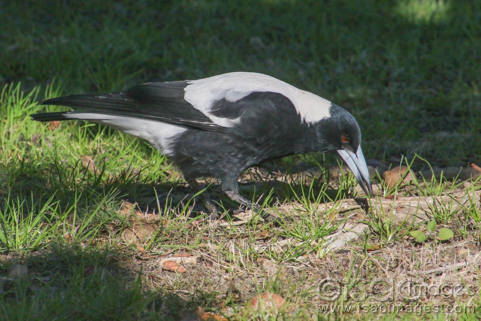 Click image for larger version

Name:	9887-Magpie_Male.jpg
Views:	117
Size:	113.9 KB
ID:	479626