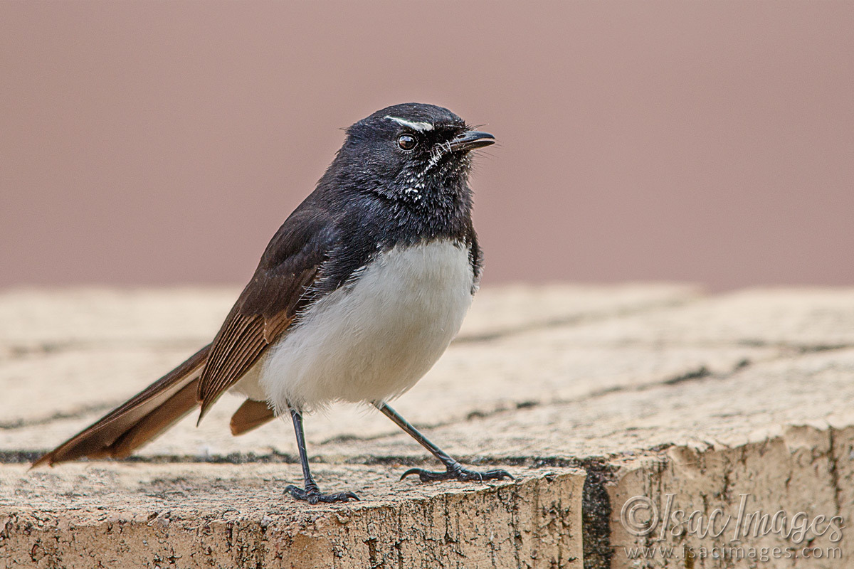 Click image for larger version

Name:	6251-Willie_Wagtail.jpg
Views:	44
Size:	288.2 KB
ID:	492208