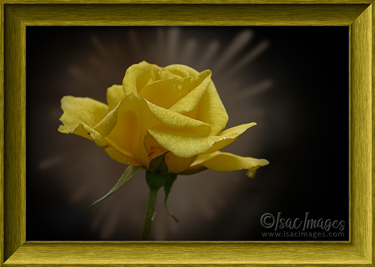 Click image for larger version

Name:	6229-Rose_Holtermanns_Gold_FRAMED.jpg
Views:	31
Size:	302.1 KB
ID:	492210