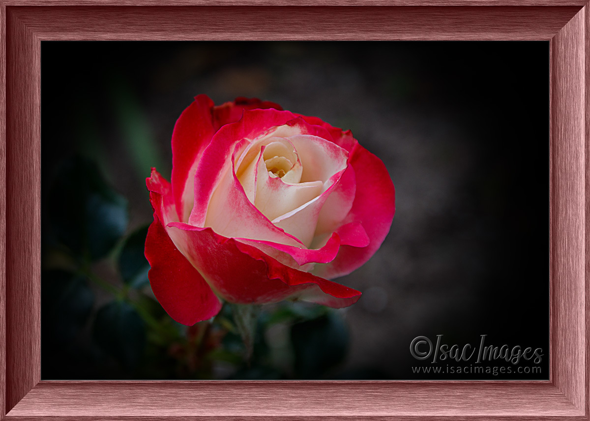 Click image for larger version

Name:	6227-Rose_Fire_&amp;_Ice_FRAMED.jpg
Views:	30
Size:	271.5 KB
ID:	492211
