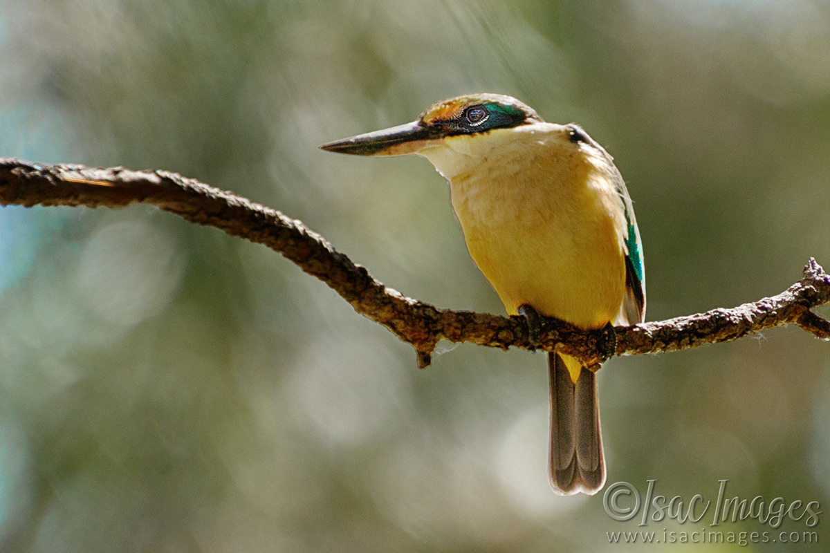 Click image for larger version

Name:	6377-Sacred_Kingfisher.jpg
Views:	33
Size:	300.6 KB
ID:	492321