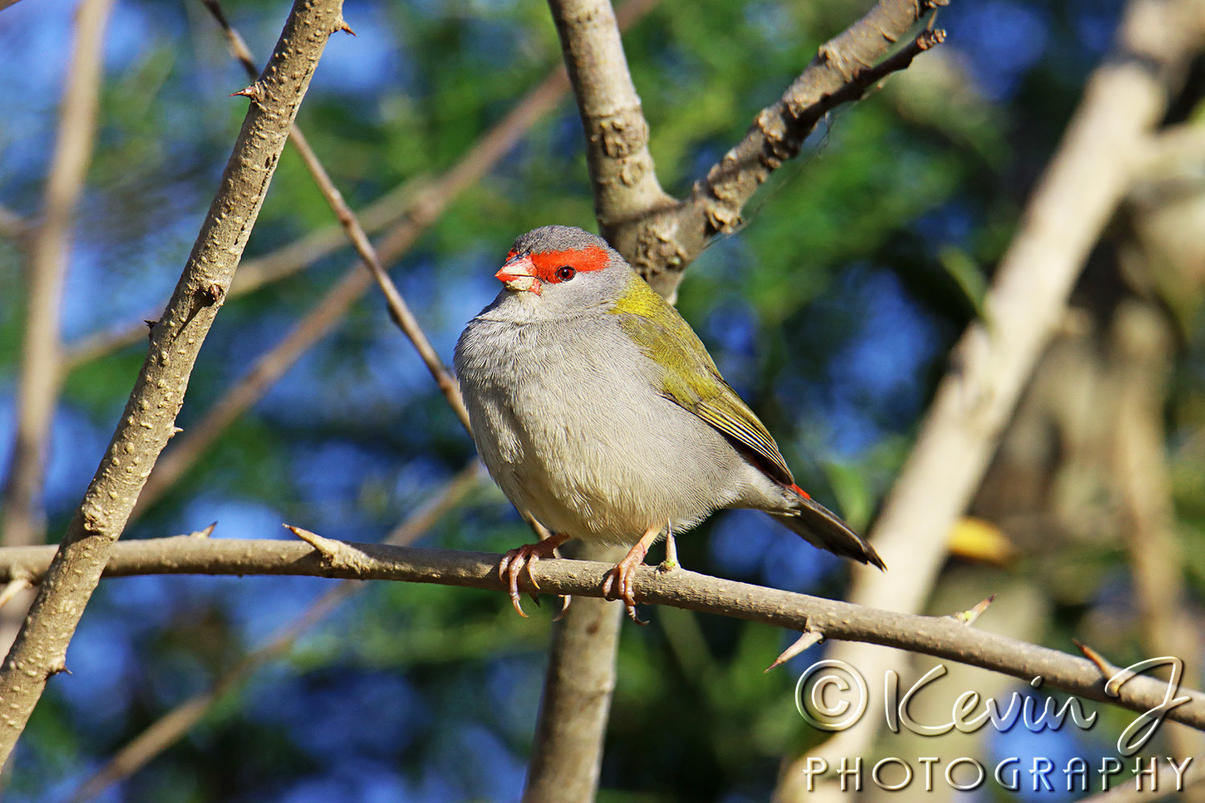 Click image for larger version

Name:	Red Browed Finch.jpg
Views:	71
Size:	186.1 KB
ID:	492324